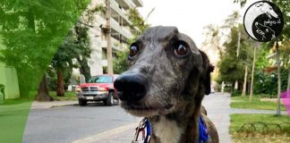#CAMPAÑAS Piden ayuda para Carlitos,un galgo rescatado que sufre convulsiones