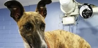 #CAMPAÑAS La historia de Sol, una galgo atropellada por el tren que se la juega por la vida