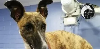 #CAMPAÑAS La historia de Sol, una galgo atropellada por el tren que se la juega por la vida