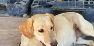 #EPADifunde María, una linda perrita de 2 años en búsqueda de un hogar