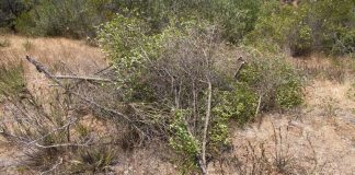 #VALPARAISO Denuncian que el Bosque de Reñaca comenzó a ser talado, pese a recurso de protección presentado sin resolver por la Corte
