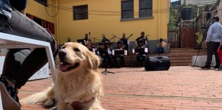#COLOMBIA Perros asisten a concierto por derechos de los animales