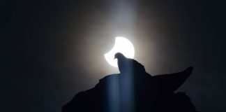 El eclipse impacta a todos los seres vivientes del planeta