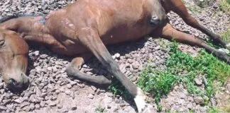 #ARGENTINA Continua brutal maltrato hacia los caballos en Quilmes