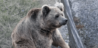 #MUNDO Dos osos son los últimos animales en abandonar «el peor zoológico del mundo»