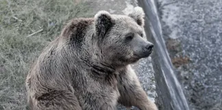 #MUNDO Dos osos son los últimos animales en abandonar «el peor zoológico del mundo»