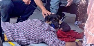 #VALPARAISO Adulto mayor cayó al suelo, tras ser empujado por guardia del Unimarc de Villa Alemana al tratar de ingresar con su can