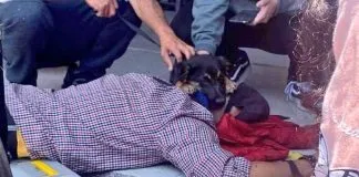 #VALPARAISO Adulto mayor cayó al suelo, tras ser empujado por guardia del Unimarc de Villa Alemana al tratar de ingresar con su can