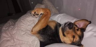 #EPADifunde Juan Carlos está listo para ser adoptado