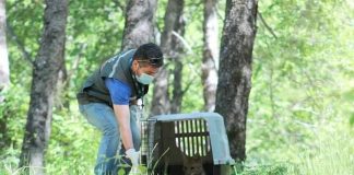 #ÑUBLE Liberan zorrita culpeo después de seis meses de rehabilitación Liberación de zorro culpeo rescatado, luego de ser atropellado