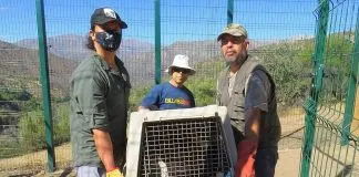 #SANTIAGO Liberarán a tres cóndores