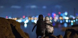#MUNDO Romántica fotografía protagonizada por dos pingüinos gana importante premio