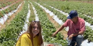 #OHIGGINS Ruta de la frutilla sustentable permite a los turistas hasta cosechar la fruta que compran