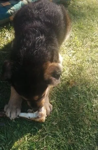 Jack, perrito agredido 