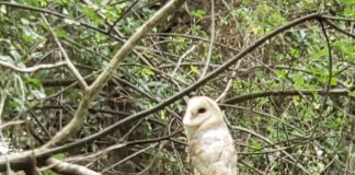 #BIOBIO SAG devuelve a su hábitat ejemplar de lechuza blanca