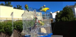 #ESPAÑA Loros héroes se dedican a liberar a otras aves a su paso