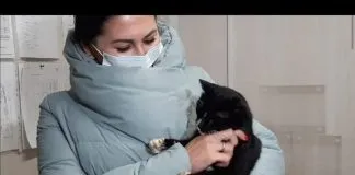 #MUNDO Gatito rescatado de la trituradora de basura en Rusia fue nombrado viceministro Gato rescatado en Rusia