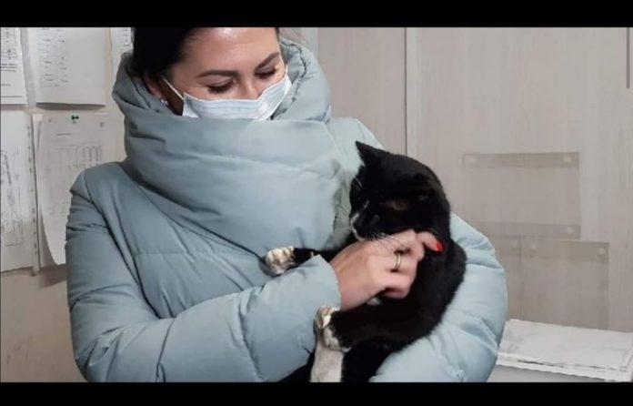 Gato rescatado en Rusia