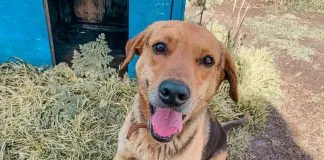#PUNTOLEGAL Declaran admisible querella por abuso sexual a perro comunitario en Viña
