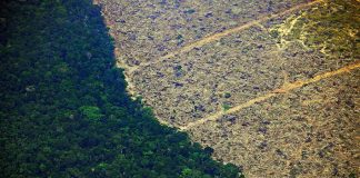 #MUNDO Deforestación en la Amazonía brasileña alcanza su mayor nivel desde 2008