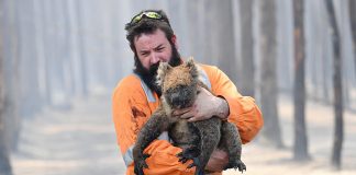 #MUNDO 61.000 koalas fueron víctimas de incendios ocurridos en el «Verano Negro» de Australia