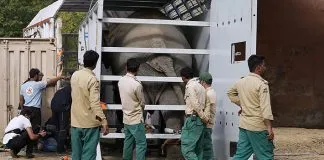#MUNDO El elefante más solitario del mundo llegó a Camboya para vivir en un santuario