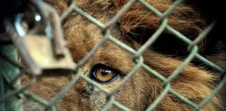 León en un zoológico