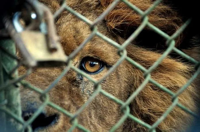 León en un zoológico
