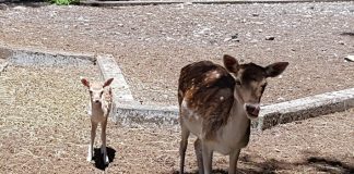 #BIOBIO Nacen cuatro ciervos en el Parque Alessandri de Coronel Uno de los ciervos recién nacidos en el Parque Alessandri de Coronel