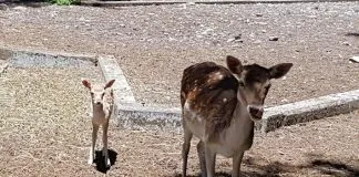 #BIOBIO Nacen cuatro ciervos en el Parque Alessandri de Coronel Uno de los ciervos recién nacidos en el Parque Alessandri de Coronel