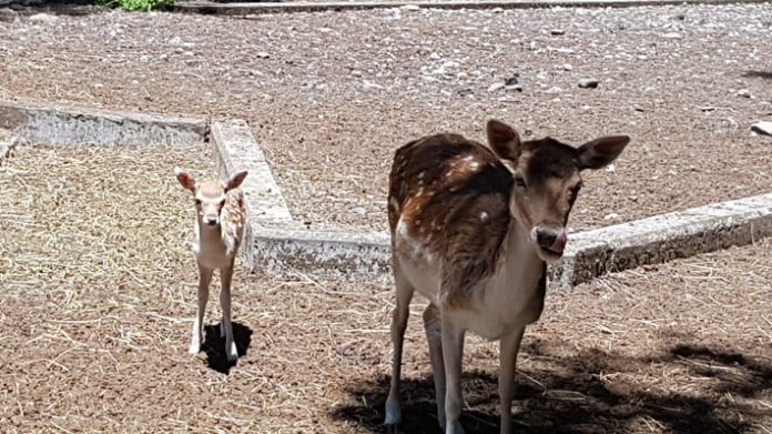 Uno de los ciervos recién nacidos en el Parque Alessandri de Coronel