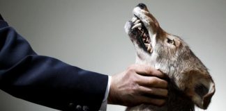 #OPINION Maltrato animal y violencia contra humanos, dos realidades encadenadas