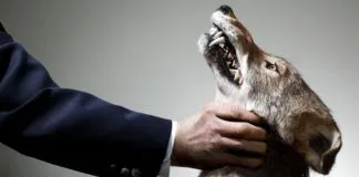 Tribunal declara culpable a sujeto del delito de maltrato animal con resultado de muerte en Puerto Montt