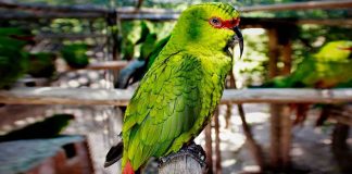 #PUNTOLEGAL Declaran admisible querella por caza ilegal de loros choroy en Coihueco