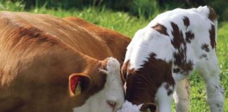 #OPINIONESJURÍDICAS Proyectos de ley sobre estatus jurídico de los animales no humanos ¿Basta con solo reconocer la sintiencia?