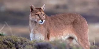 Incendios Forestales: Encuentran a un puma muerto en Ruta 5 Sur, a la altura de Freire