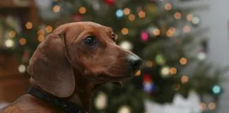 #TENDENCIAS Lanzan guía de regalos para nuestros compañeros peludos Perro en navidad