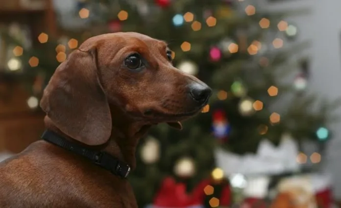 Perro en navidad