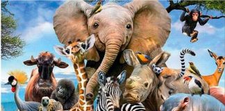 #MIRADANACIONAL Fundación APLA hizo llamado a reflexionar sobre el mundo actual, en el Día Internacional de los Derechos de los Animales