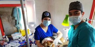 #LOSLAGOS Perro viajó una hora en bote para poder ser esterilizado