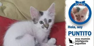 #EPADifunde La historia de Puntito, un gato rescatado que hoy busca un hogar