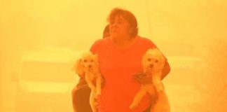 #VALPARAISO ¿Dónde llevar a un animal si sufre quemaduras a causa del incendio en Quilpué?