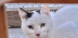 #CAMPAÑAS ¡Ayuda a seguir ayudando a la Fundación Adopta en su trabajo pro gatos!