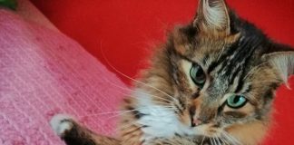 #TENDENCIAS La historia de Vicky, una gatita que murió por la irresponsabilidad humana