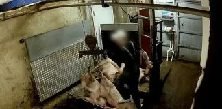 #MUNDO Cámaras ocultas sacan a la luz severas infracciones del bienestar animal en un matadero sueco de animales