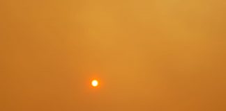 #SALUD Las recomendaciones de Colmevet para cuidar a nuestros animales a raíz del incendio en Quilpué