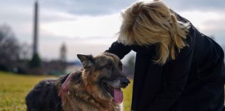 Dos mil años después, los animales conquistan sus derechos en España