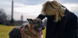 Dos mil años después, los animales conquistan sus derechos en España