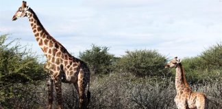 #MUNDO Documentan las dos primeras jirafas enanas en Uganda y Namibia