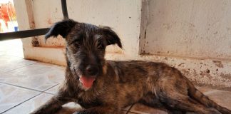 #PUNTOLEGAL Declaran admisible querella por abuso sexual a perrita en Copiapó